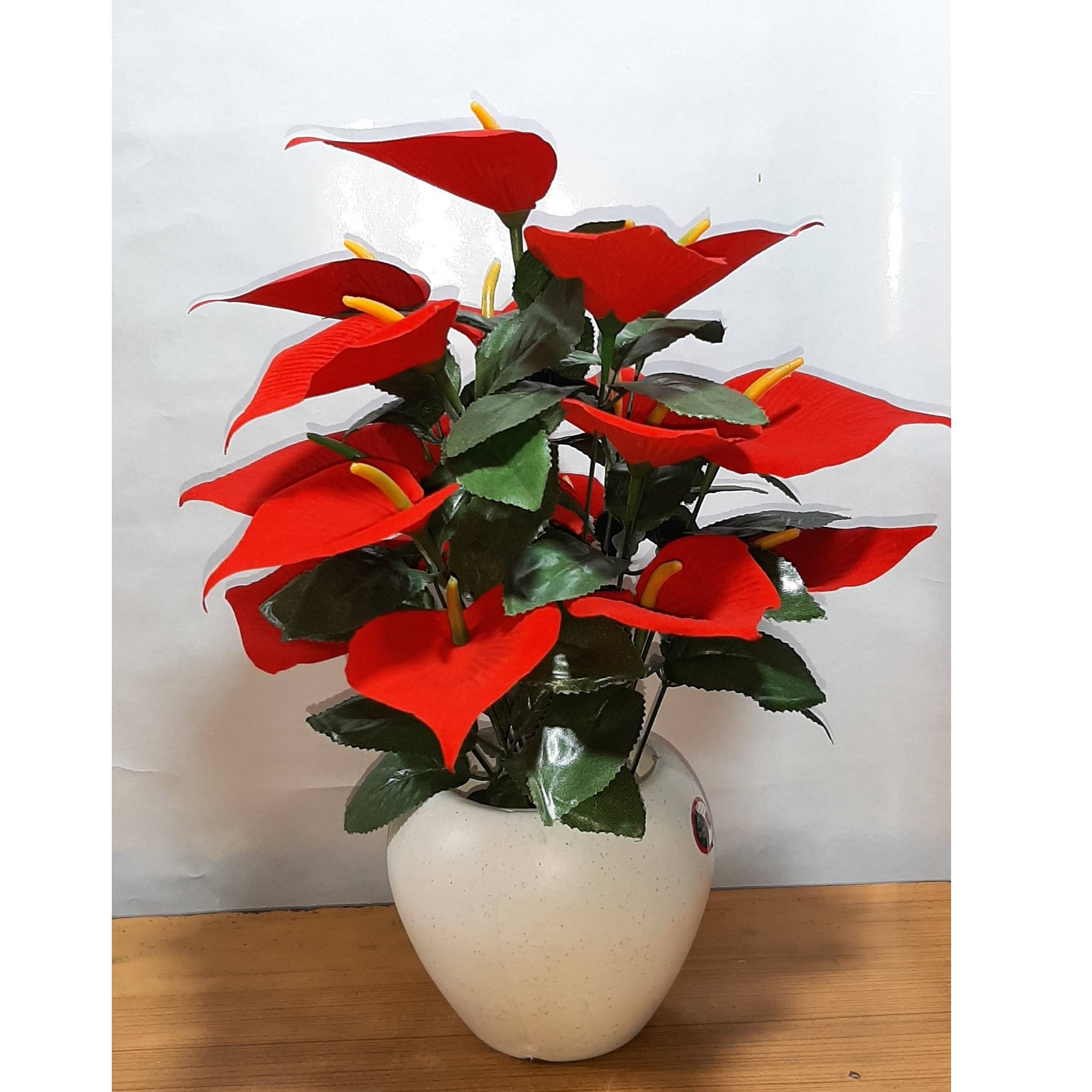 Anthurium flower  bunch