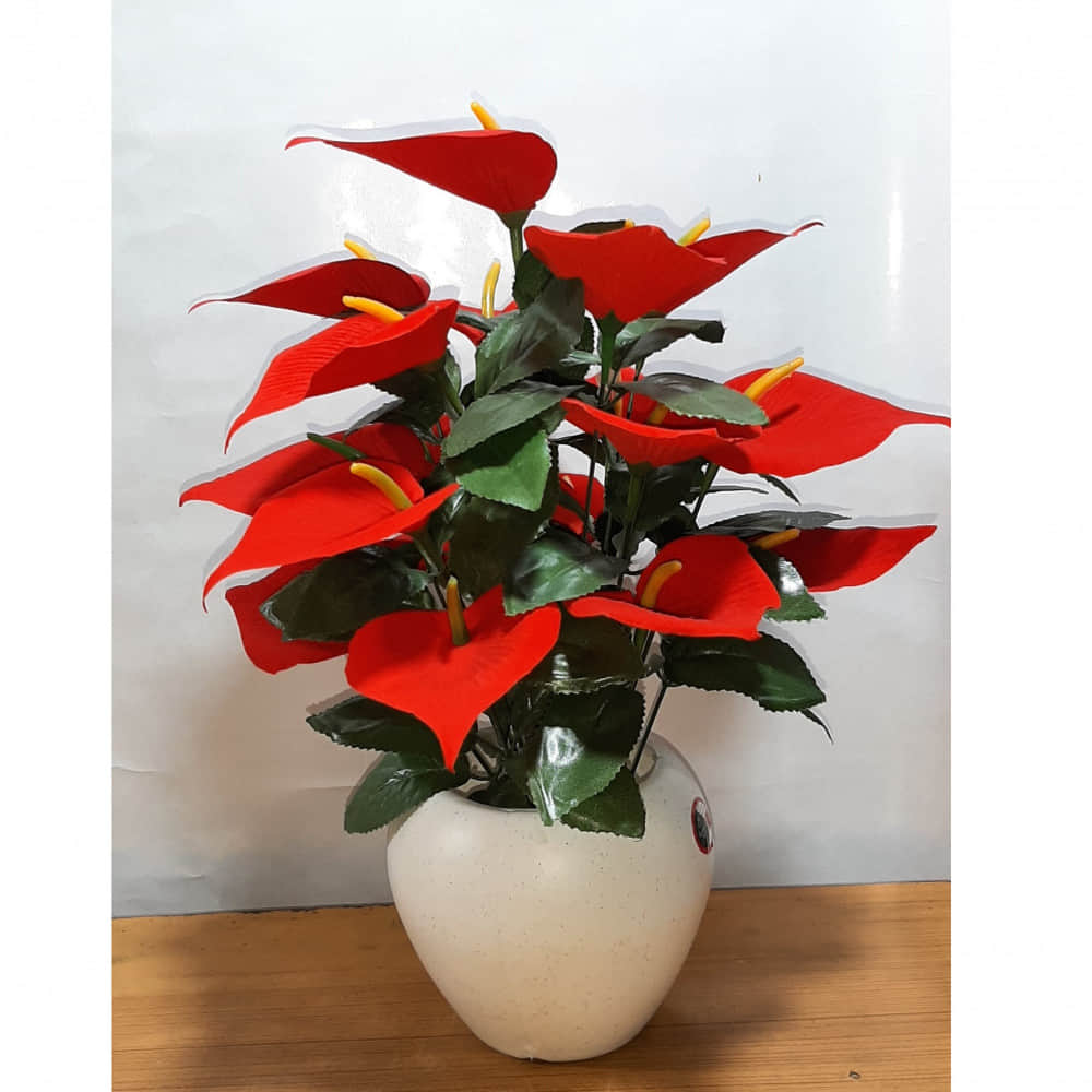 Anthurium flower  bunch - photo