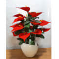 Anthurium flower  bunch - photo