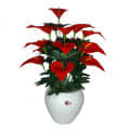 Anthurium flower  bunch - front_view