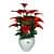 Anthurium flower  bunch - front_view