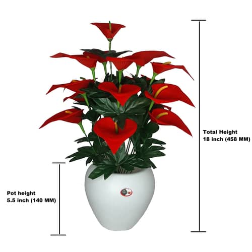 Anthurium flower  bunch