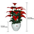 Anthurium flower  bunch - top_view