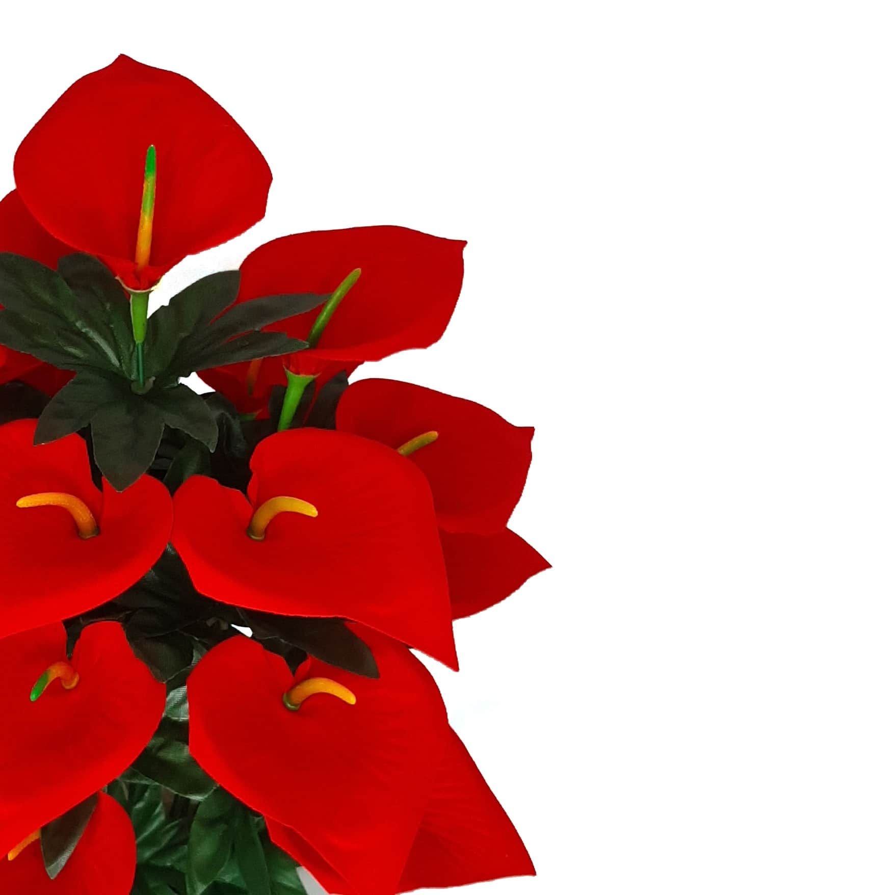 Anthurium flower  bunch - left_view
