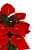 Anthurium flower  bunch - left_view