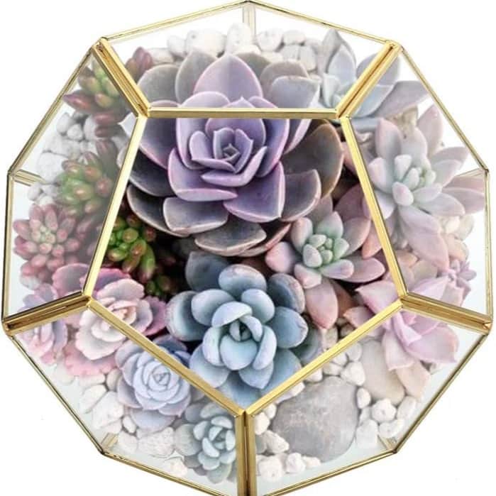 Gold Glass Geometric Terrarium PentagonPlanter - top_view