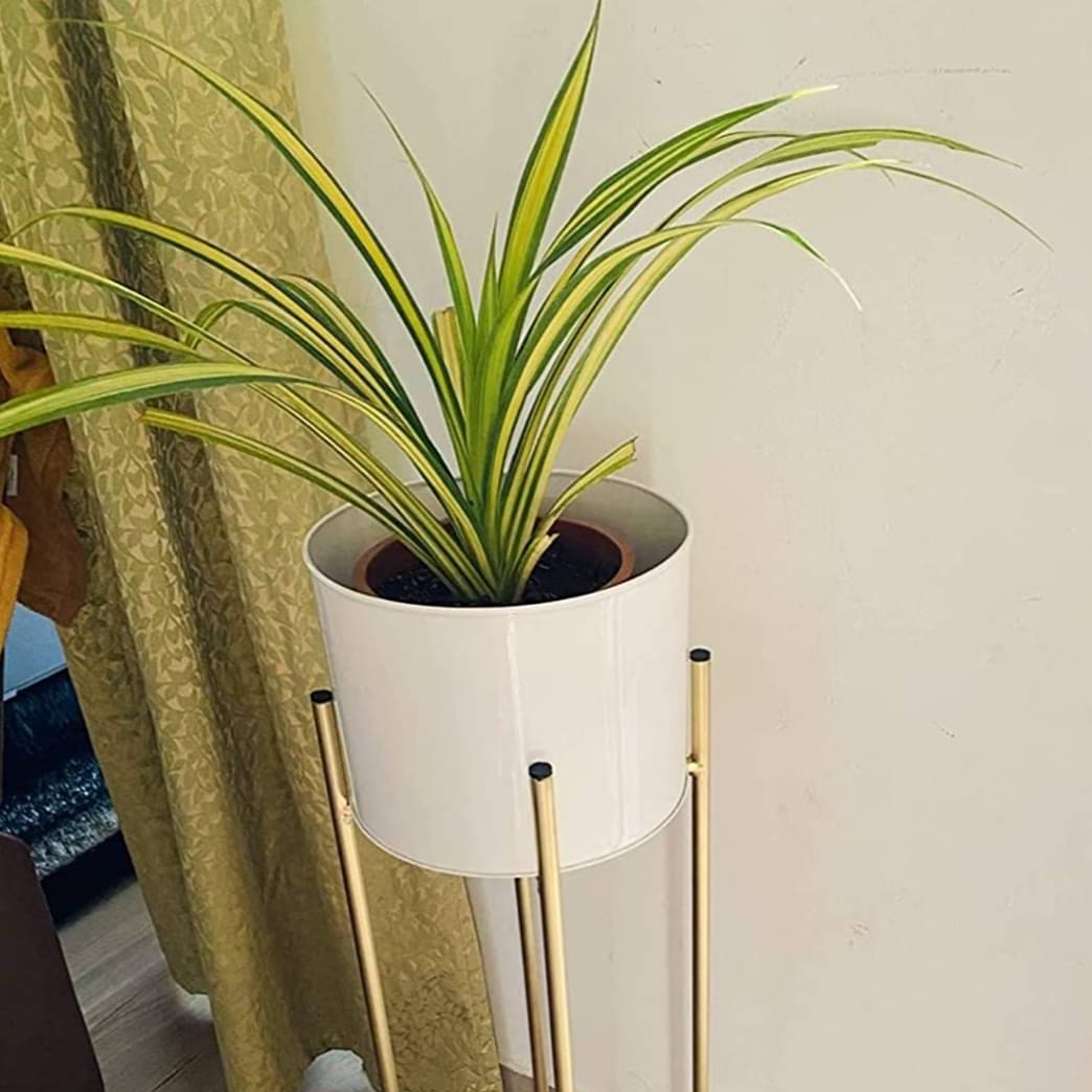 Leonardo Home Décor Planter