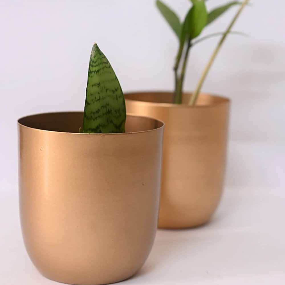 Home Decor  Planter - photo