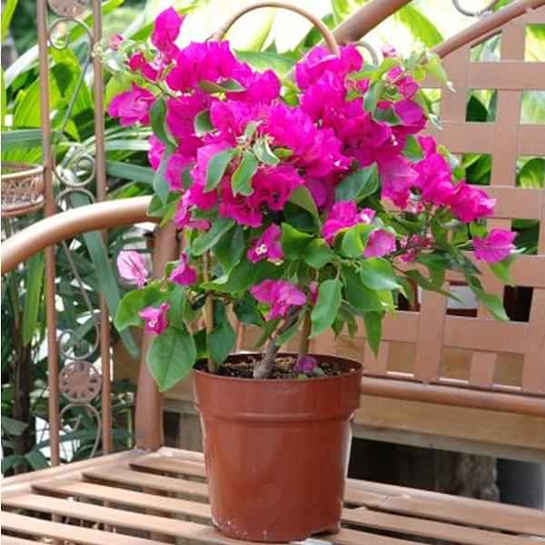 Bogan Bail (Bougainvillea) - photo
