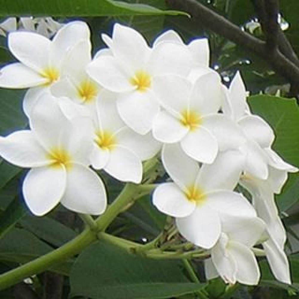 Champa (Plumeria) White Plant - photo
