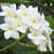 Champa (Plumeria) White Plant - photo