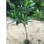 Champa (Plumeria) White Plant - left_view