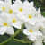 Champa (Plumeria) White Plant - right_view
