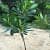 Champa (Plumeria) White Plant - bottom_view