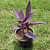 Purple Heart ( Tradescantia Pallida, Purple Queen, Purple Secretia )- Plant - photo