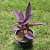 Purple Heart ( Tradescantia Pallida, Purple Queen, Purple Secretia )- Plant - front_view