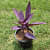 Purple Heart ( Tradescantia Pallida, Purple Queen, Purple Secretia )- Plant - top_view