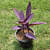 Purple Heart ( Tradescantia Pallida, Purple Queen, Purple Secretia )- Plant - rear_view