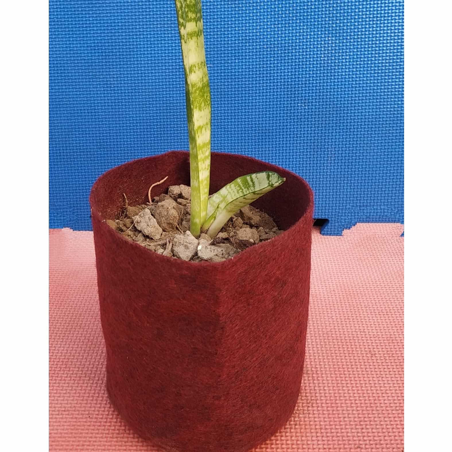 Fabric Grow bags 6*6 (inches) set of 5 bags magenta colour - photo