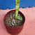 Fabric Grow bags 6*6 (inches) set of 5 bags magenta colour - top_view