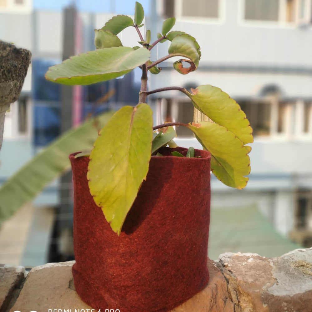 Fabric grow bags 5*5 (inches) set of 5 bags - photo