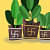 Grow bags tusli special for basil plant set of 3 bags - rear_view