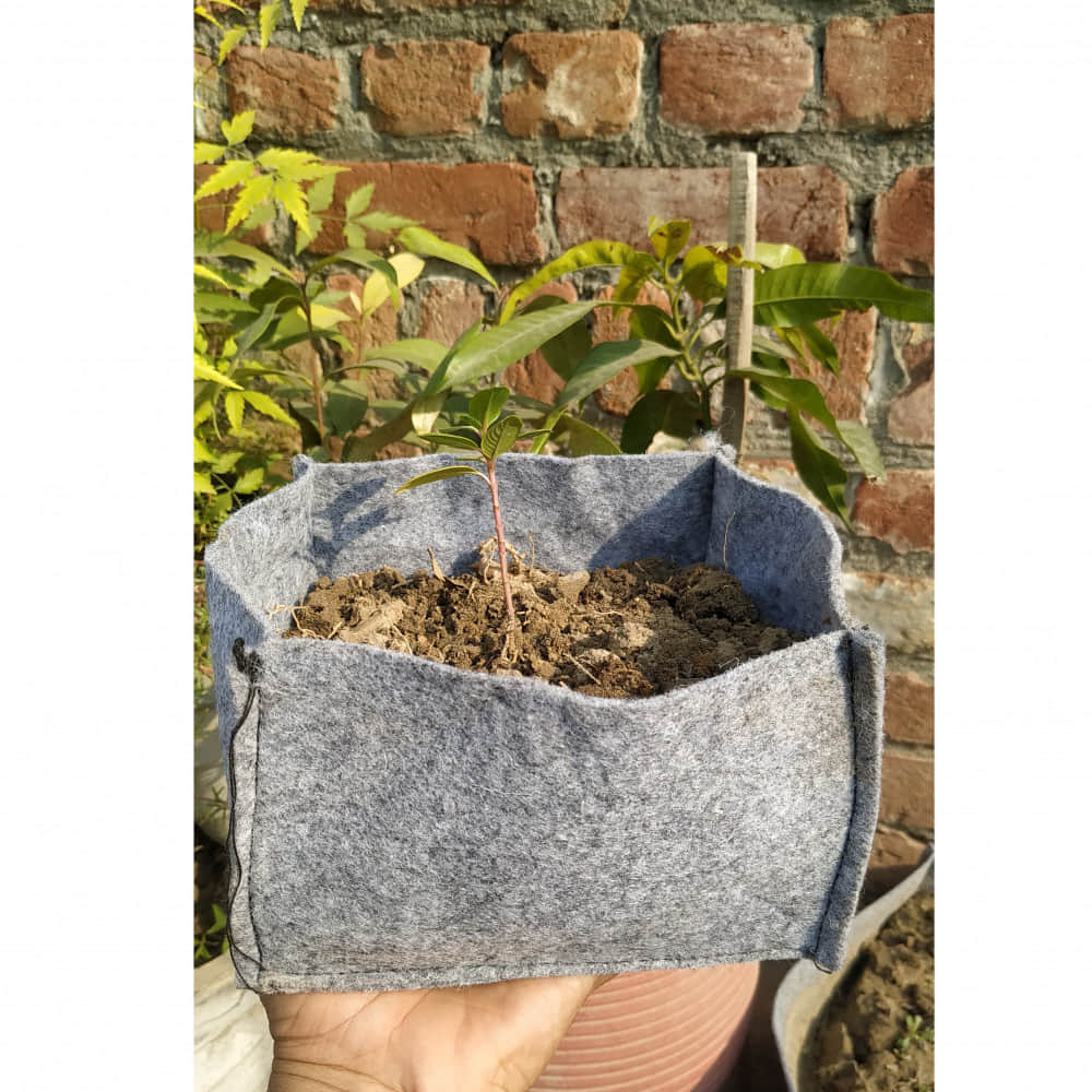 Fabric grow bags square shape 4*4*4 inches set of 10 bags - photo