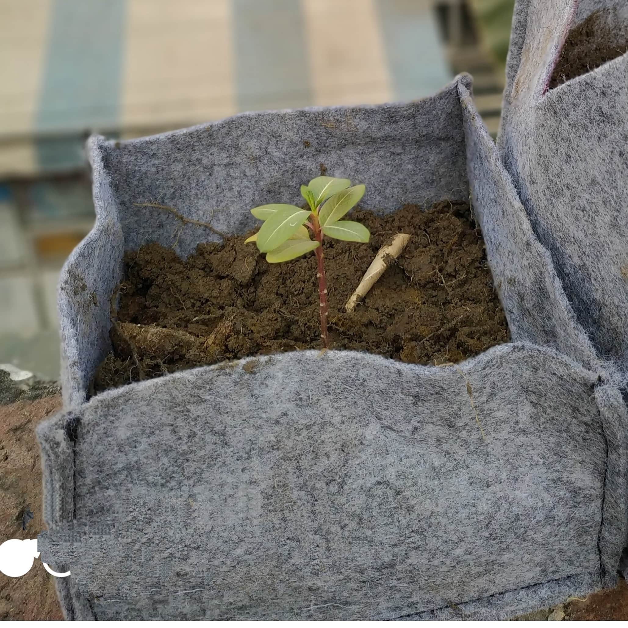 Fabric grow bags square shape 4*4*4 inches set of 10 bags - rear_view