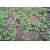 Fabric grow bags square shape - rear_view
