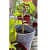 Fabric grow bags 5*5 (inches) set of 5 bags - rear_view