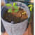 Fabric Grow bags magenta color - front_view