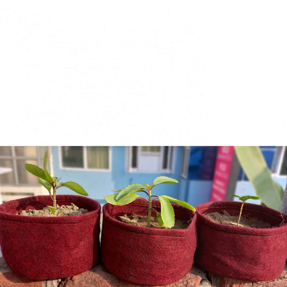 Fabric grow bags 6*4 round shape - photo