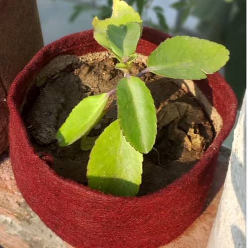 Fabric grow bags 6*4 round shape