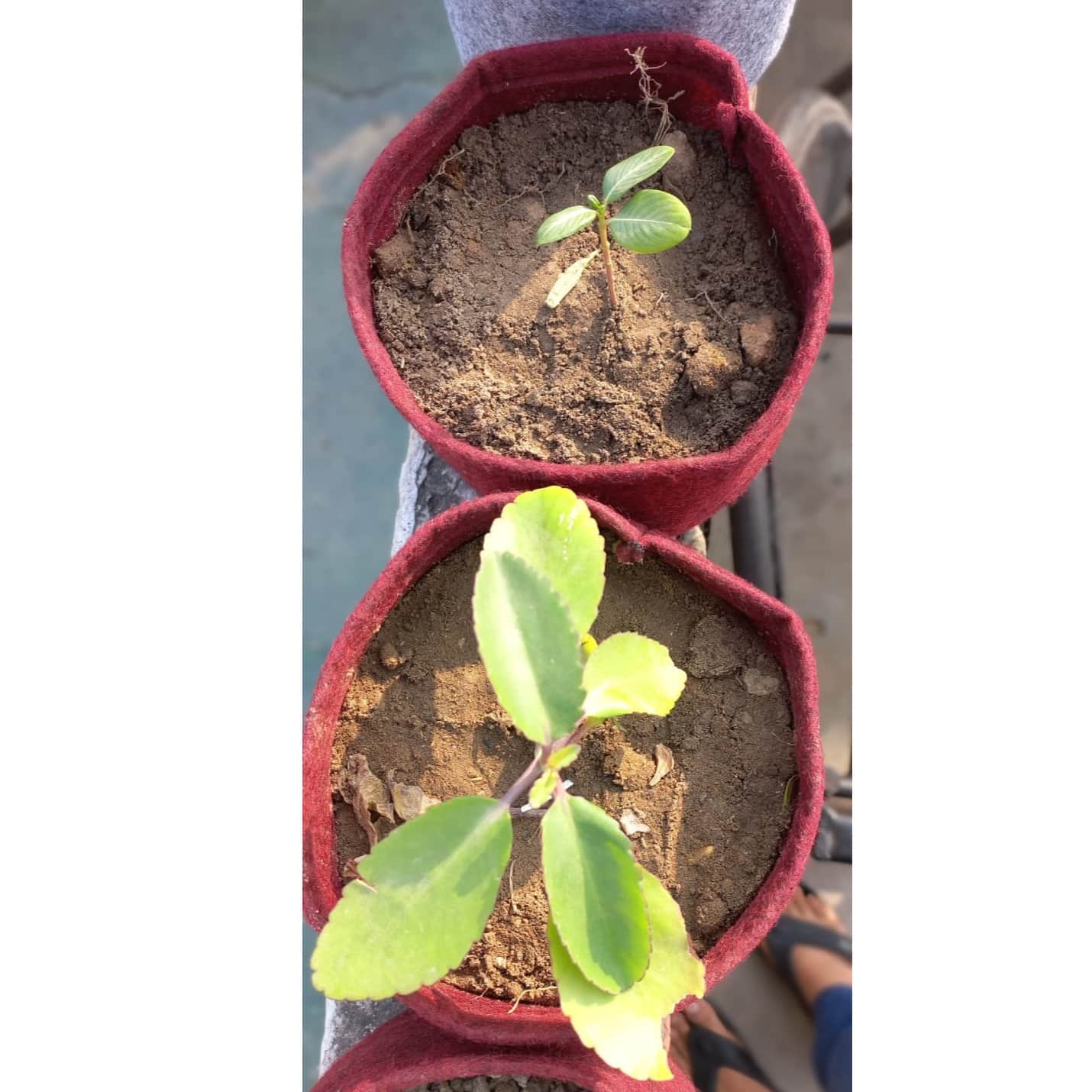 Fabric grow bags 6*4 round shape - rear_view