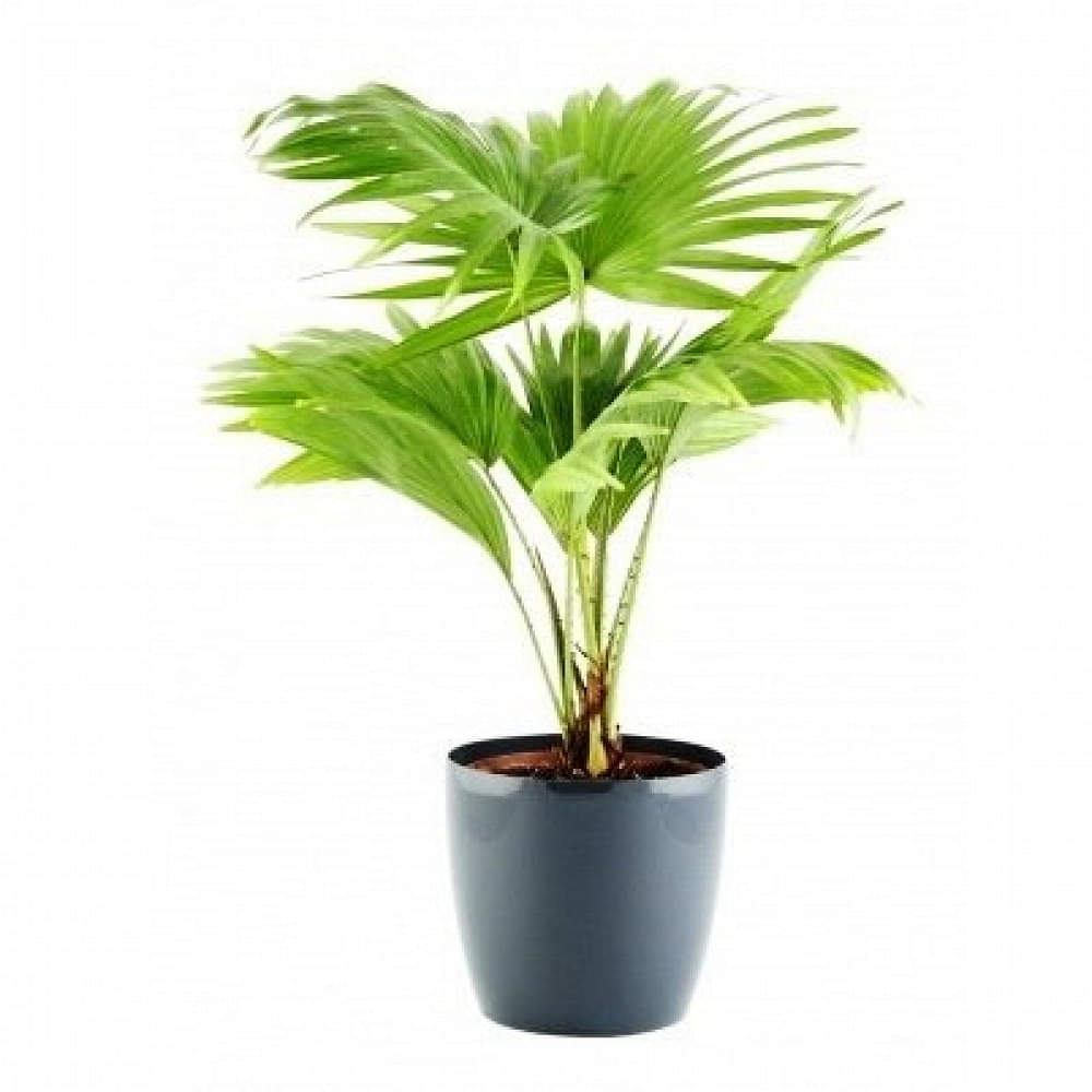 China Palm Plant - photo