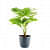 China Palm Plant - front_view