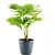 China Palm Plant - rear_view