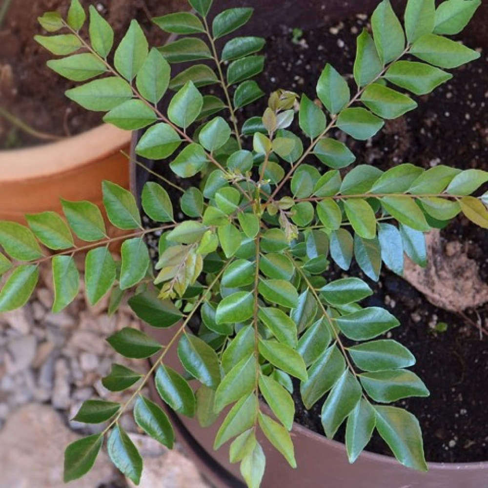 Kadi Patta (Curry Leaves, ,Murraya Koenigii, Meetha Neem) - photo