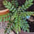 Kadi Patta (Curry Leaves, ,Murraya Koenigii, Meetha Neem) - photo