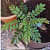 Kadi Patta (Curry Leaves, ,Murraya Koenigii, Meetha Neem) - front_view