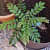 Kadi Patta (Curry Leaves, ,Murraya Koenigii, Meetha Neem) - top_view
