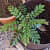 Kadi Patta (Curry Leaves, ,Murraya Koenigii, Meetha Neem) - rear_view