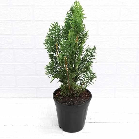 Morpankhi, Thuja Compacta - photo