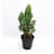 Morpankhi, Thuja Compacta - front_view