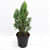Morpankhi, Thuja Compacta - top_view