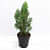 Morpankhi, Thuja Compacta - rear_view