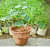 Paan (Piper Betel, Maghai Paan) - rear_view