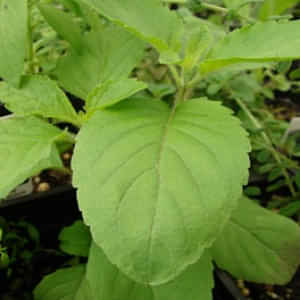 Rama Tulsi (Holy Basil, Ocimum Tenuiflorum) - photo