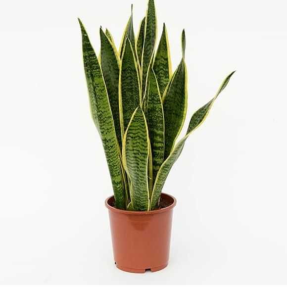 Snake Plant (Sansevieria Trifasciata, Mother Tongue) – Plant - photo