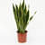 Snake Plant (Sansevieria Trifasciata, Mother Tongue) – Plant - photo